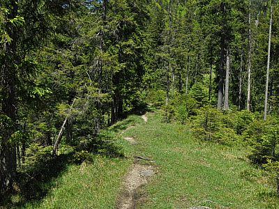 Der Weg wird schnell zum Pfad