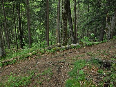 Wir treffen wieder auf den Aufstiegsweg...