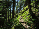 Halbschatten im Wald