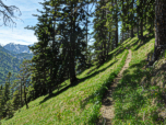 Weiter durch den lichten Wald