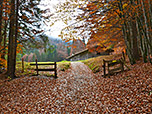 Wir wandern weiter durch den Bergwald...
