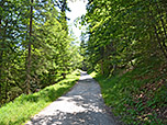 Schließlich lichtet sich der Wald...