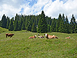 Kühe auf der Königsalm