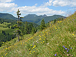 Hirschberg und Leonhardstein durch die Blume betrachtet
