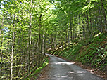 ...und dichten Bergwald bergauf