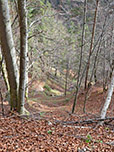 Im Wald ist der Weg abschüssig