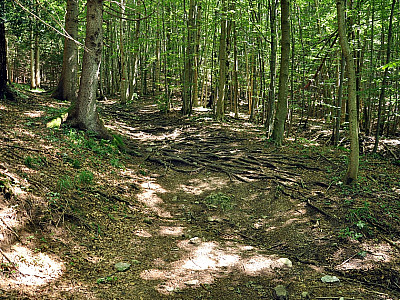 Hier haben sich die Wurzeln über den Weg ausgebreitet