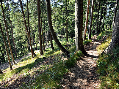 Im Wald steigen wir weiter ab.
