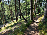 Im Wald steigen wir weiter ab.