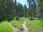 Abwechselnd durch Wald und über Lichtungen wandern wir bergauf