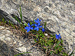 Frühlingsenzian