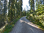 ...wandern durch lichten Wald...
