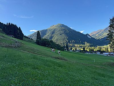 Junge Kühe beobachten unseren Aufstieg