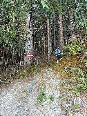 Wir wandern in den schattigen Bergwald hinein