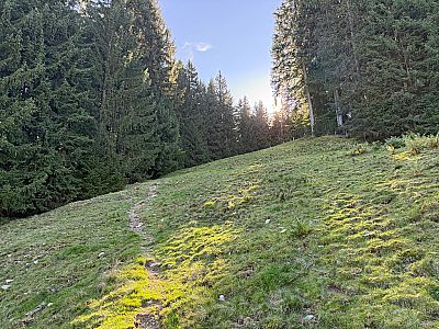 Über einen Wiesenhang...