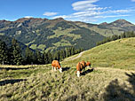 Kühe unterhalb der Kleinmoosalm