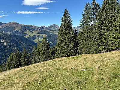 Über einen Wiesenweg können wir die Kehren des Fahrwegs abkürzen