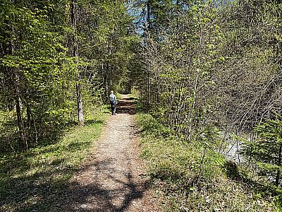 ...und mal lichten Wald