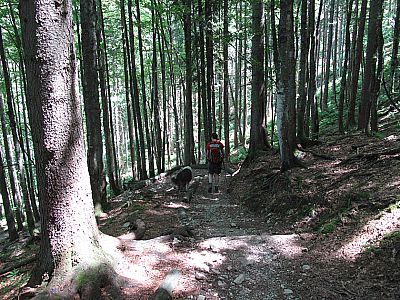Durch dichten Bergwald geht es steil hinunter...