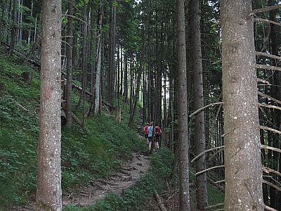 Wir wandern nun durch dichten Wald...