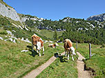 Junge Kühe unterhalb der Mauritzalm