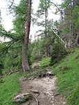 ...durch lichten Bergwald