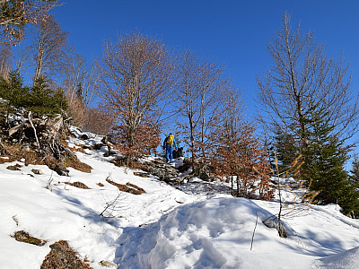 Durch den lichten Wald geht es nun steil bergauf