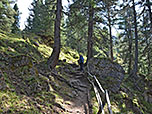 Wir durchwandern ein Waldstück