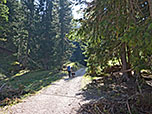 Weiter gehts durch lichten Wald...