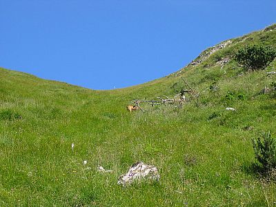 Kurz vorm Grat wird's sehr steil