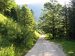 Der Forstweg Richtung Vereineralm