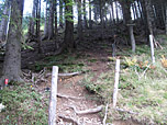 Der Eingang zum Wald