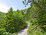 Der Wald zieht sich immer weiter zurück