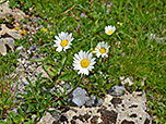Margeriten