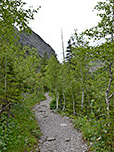 Durch lichten Wald wandern wir in moderater Steigung bergauf