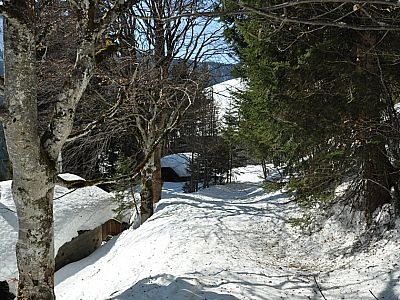 auf dem Weg zur Thomanalm und...