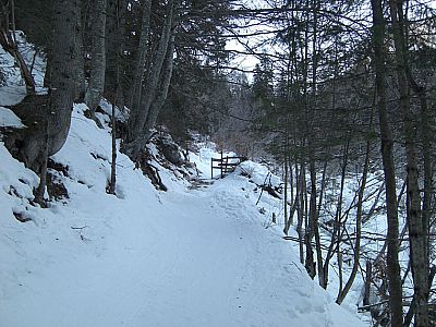 Über einen buckligen Waldweg...