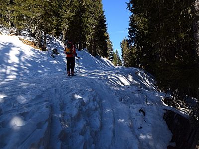 Nach etwa 20 Minuten erreichen wir einen Forstweg, dem wir rechts nach Norden folgen