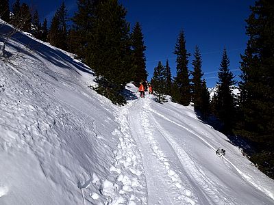 In einer Serpentine verlassen wir den Forstweg und steigen weiter nach Norden auf