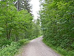 ...und treffen dort auf eine Forststraße