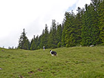 Nun geht es weglos am Waldrand entlang