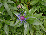 Berg-Flockenblume