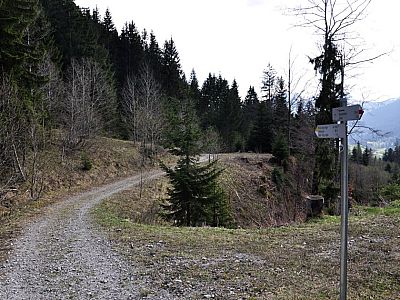 Weiter auf dem Forstweg...