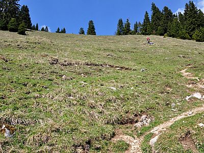 wir eine steile Almwiese...