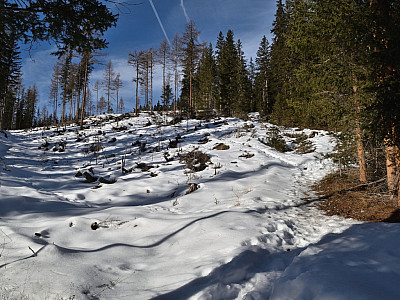 Durch den lichten Wald steigen wir auf