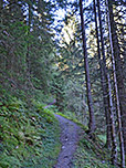 ...und durch dichten Wald zügig bergauf