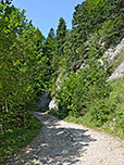 Ein Forstweg leitet uns steil bergauf