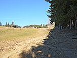 Wir verlassen den Bergwald und folgen dem Waldrand bergauf