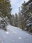 ...und tauchen bei einer Schneise in den Bergwald hinein