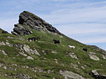 Pferde unterhalb des Gipfels